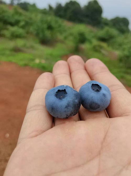 免費(fèi)無(wú)遮擋藍(lán)莓視頻